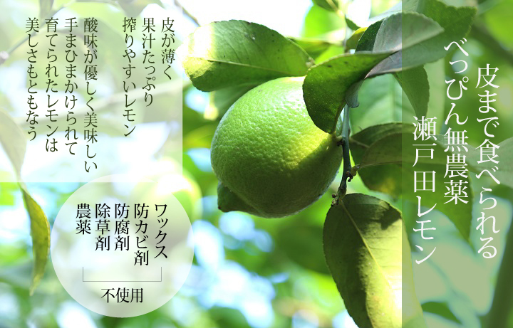 国産瀬戸田レモン農薬不使用7.5kg　果物